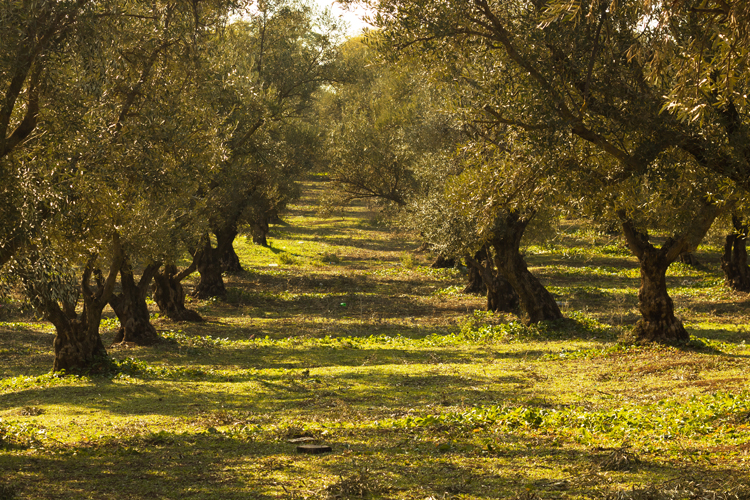 Production of Olive Oil gives back to the Environment