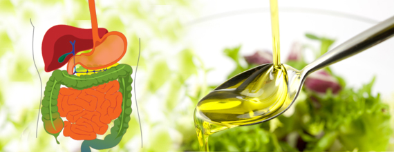 Olive Oil Helps the Digestion System